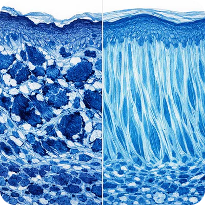 1. Strengthens Your Skin Barrier